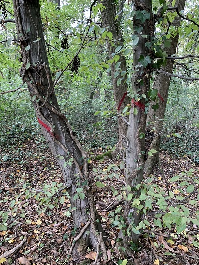 repere_arbres.jpg